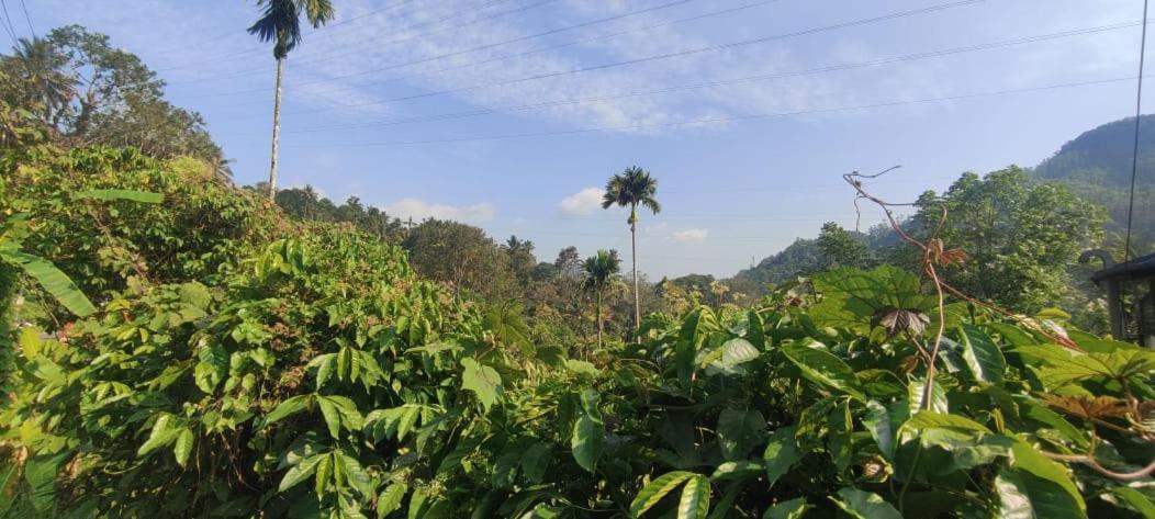 Riya Home Stay Munnar Anaviratty Exterior photo